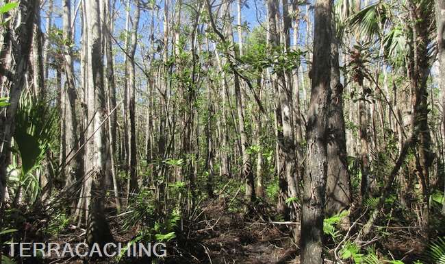 Fakahatchee Cypress Forest