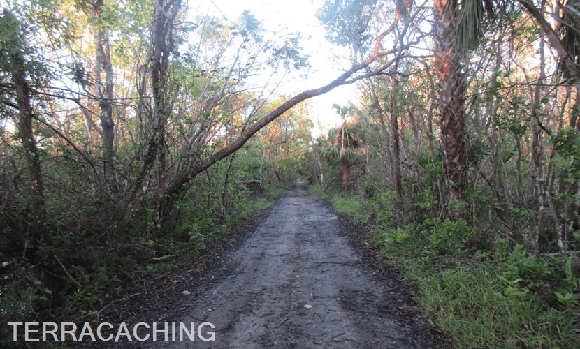 Fakahatchee Forest Road