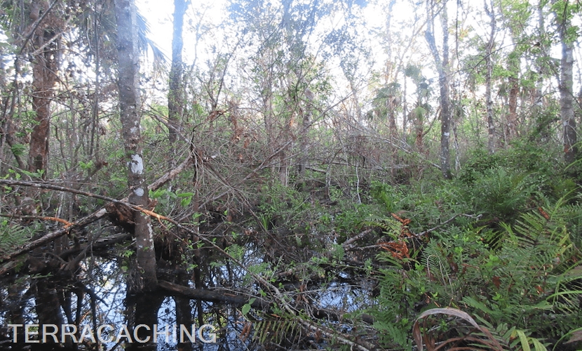 Swamp Fakahatchee Forest