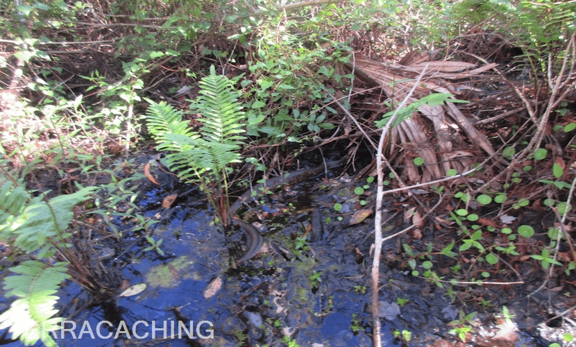 Water Mocassin Fakahatchee Forest