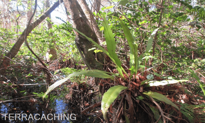 Fakahatchee Forest