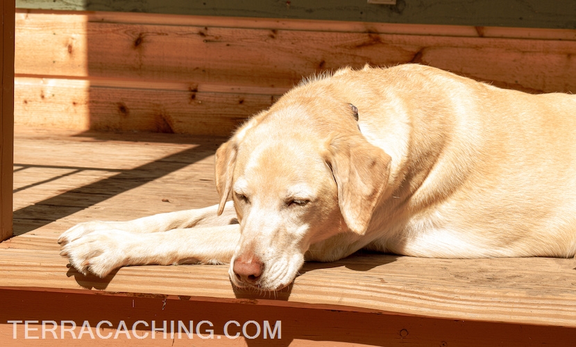 dog napping on porch